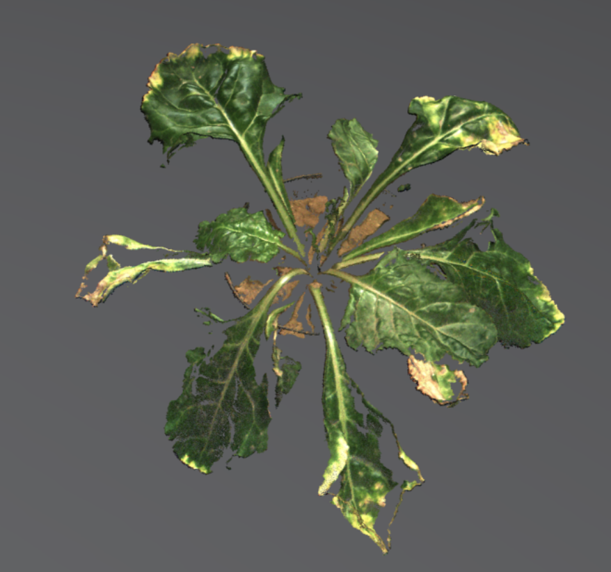 Sugar Beet Shoot Pointcloud Phenospex