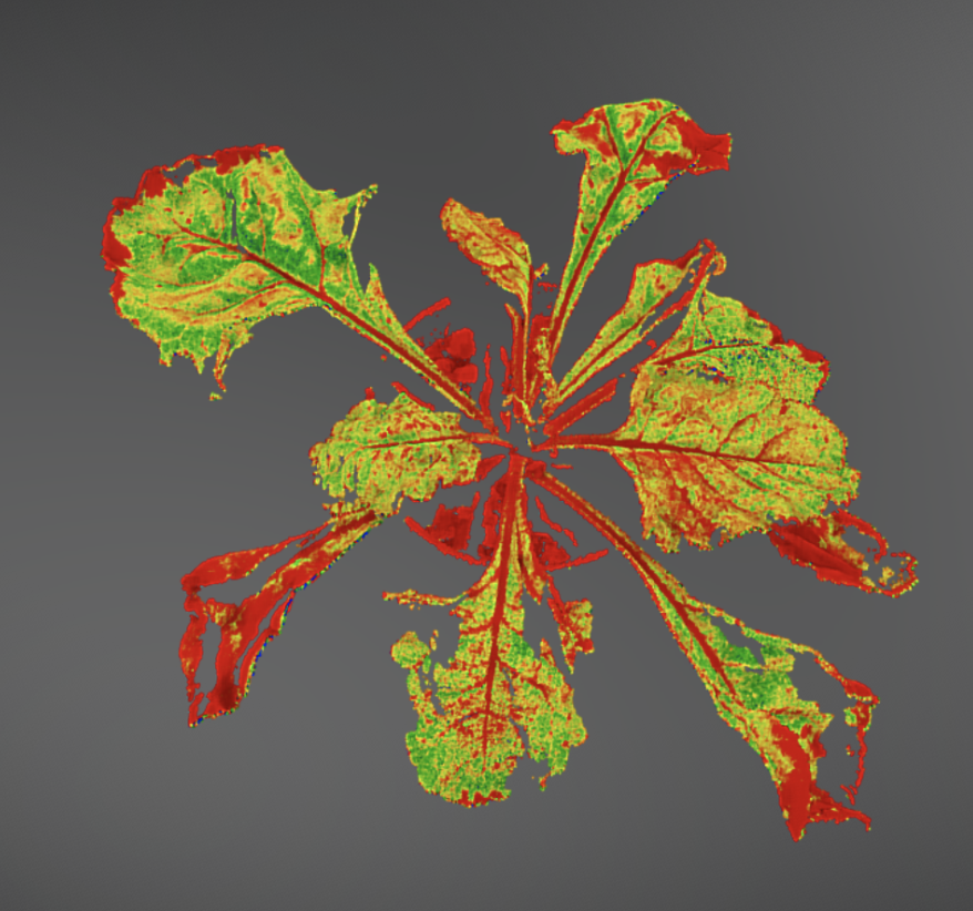 Sugar Beet Shoot Pointcloud Phenospex