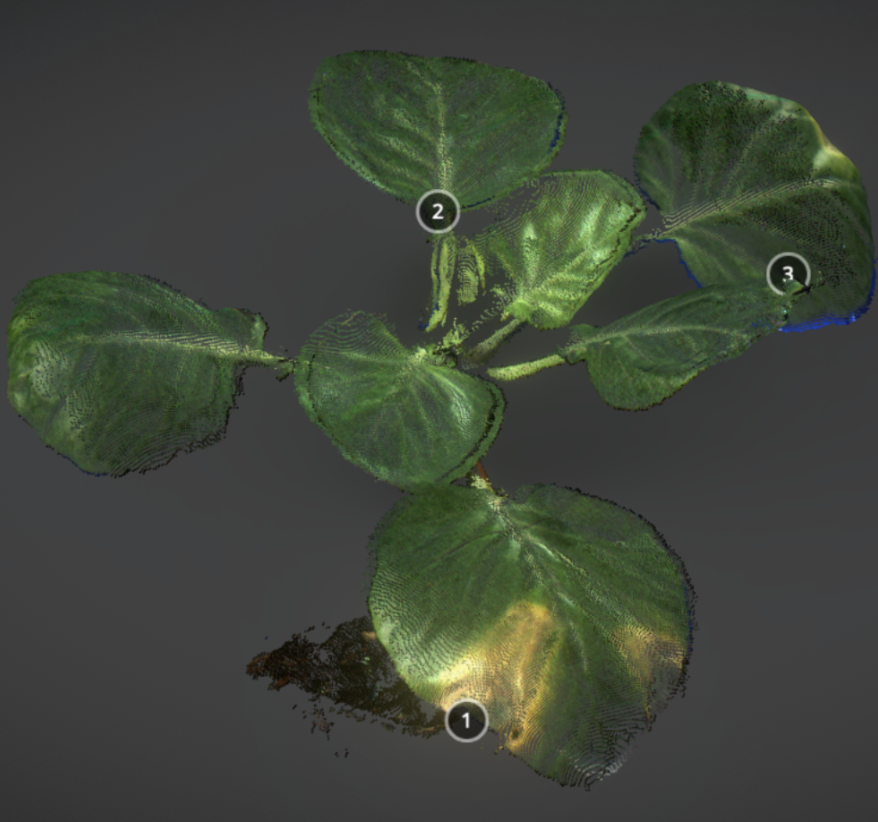 Cabbage Shoot Pointcloud Phenospex