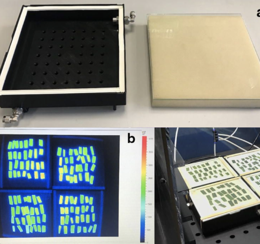 Chlorophyll fluorescence imager Lorna McAusland