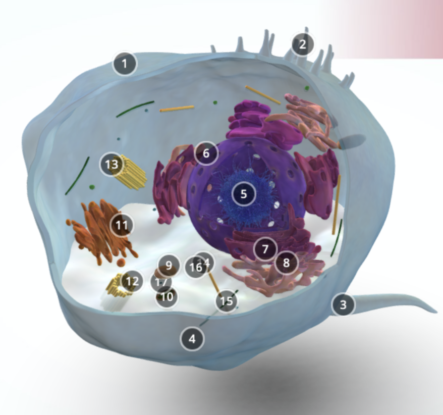 Eukaryotic Cell SGU