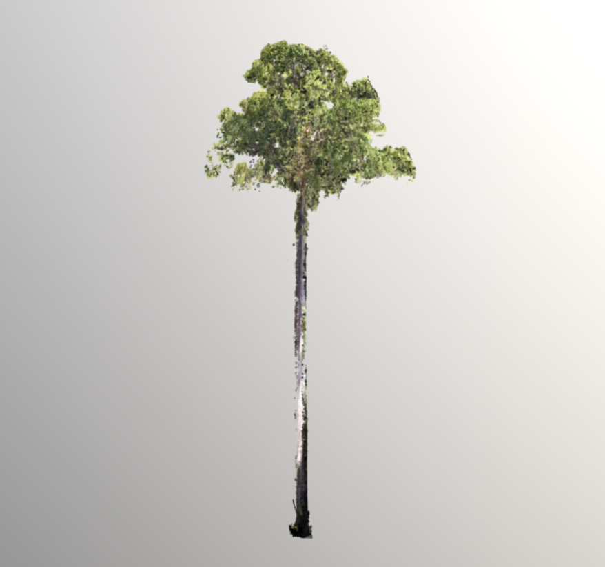 Menara Tree Pointcloud Alexander Shenkin