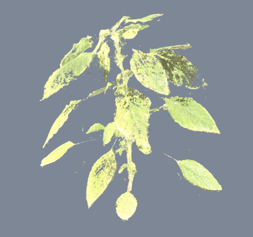 Palmer Amaranth Shoot Pointcloud Ohio State