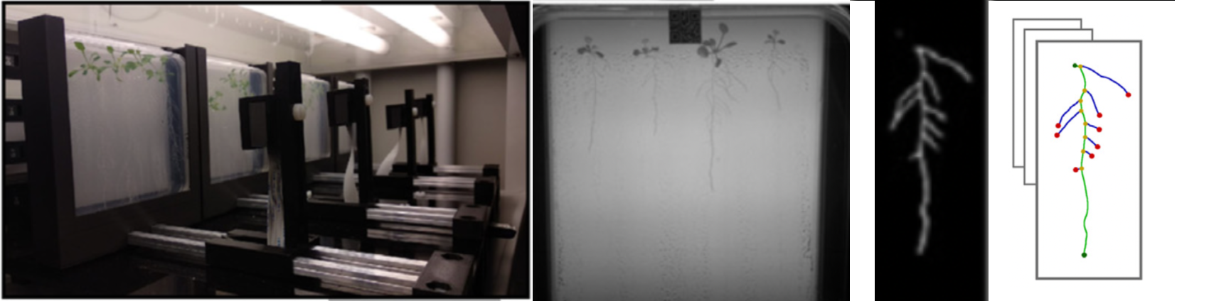 ChronoRoot An automated imaging set-up for agar plates for imaging with Raspberry Pi's Gaggion Ariel