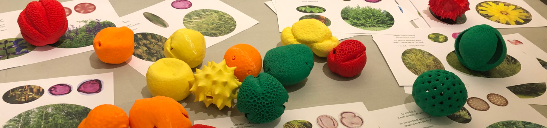 Pollen 3D prints confocal microscopy z-stacks Oliver Wilson