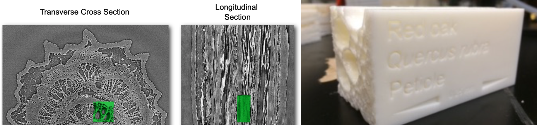 Red Oak (Quercus rubra) petiole X-ray CT Scan Craig Brodersen (Yale)