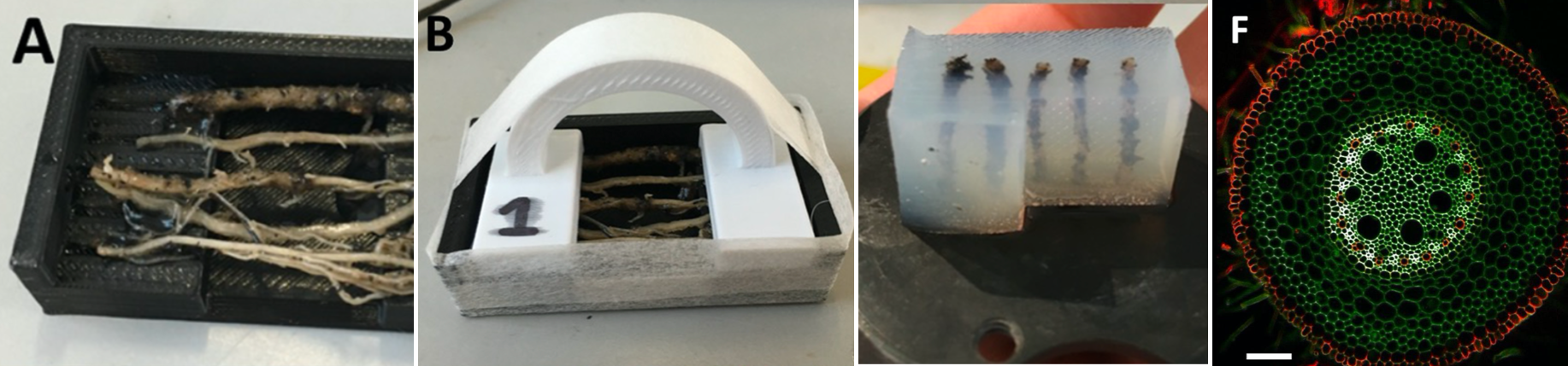 custom designed 3D printed molds root sectioning Jonathan A Atkinson